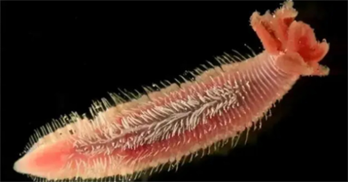 地球上最耐热动物庞贝蠕虫的奇特行为揭秘