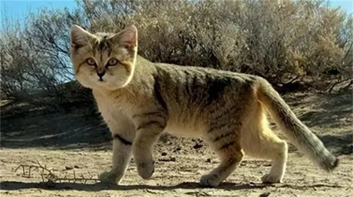 沙漠猫逆袭：不食水反以毒蛇为食  一个月依然存活
