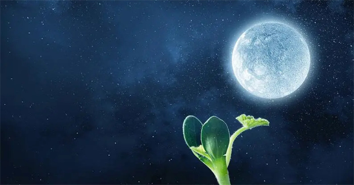 月球上的植物发芽了  月球变绿充满希望  可为星际旅行造氧气