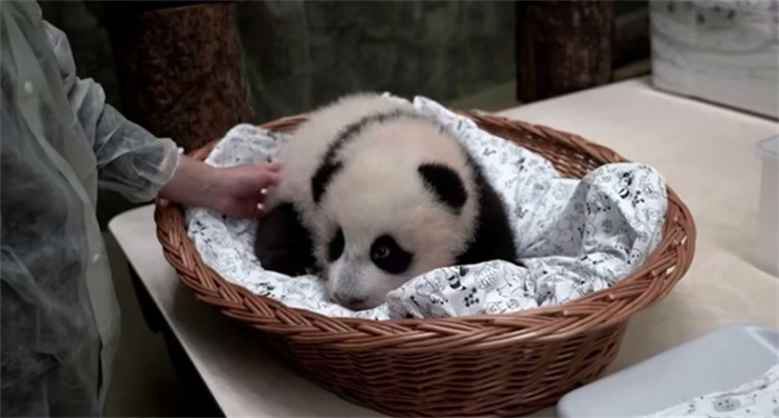 旅俄大熊猫幼崽奶凶视频画面曝光