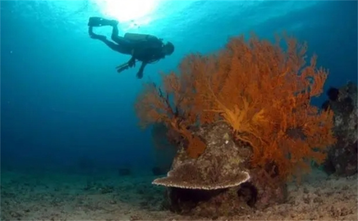制作礁石球的神秘秘密，竟然含有骨灰的绿色屏障？