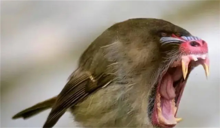 揭秘：为何鸟类与牙齿无缘 引发你意想不到的答案