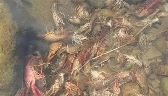 螃蟹死后2小时 24小时的食用风险有多高 水产研究院实验揭晓