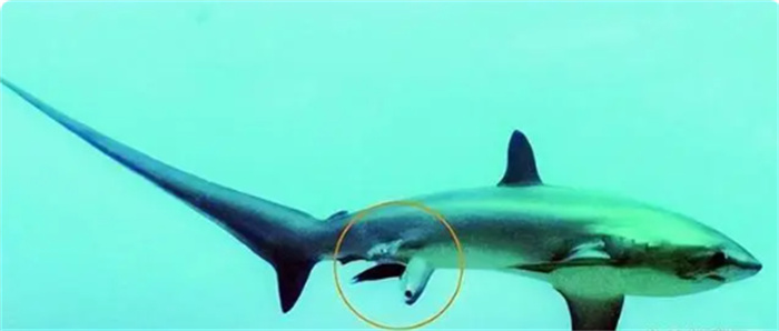 鲨鱼蕴生之谜 梅花鲨孵化过程探秘