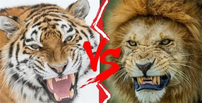老虎与狮子之谜：为何老虎在老年不会被饿而狮子会