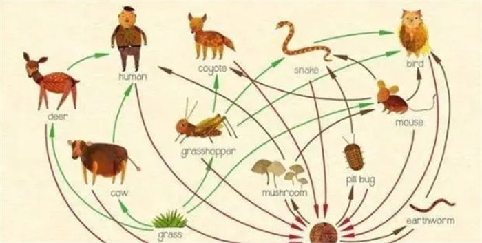 250万年前的天灾，如何让人类成为杂食动物？探寻进化之谜！