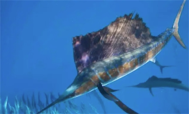 “神奇旗鱼：5米巨物是如何迅速生长的？”