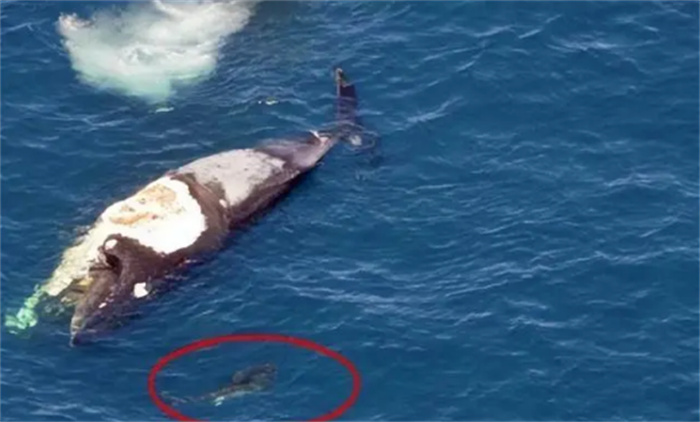揭示自然界最残忍之谜  鲸鱼真正的死因令人震惊