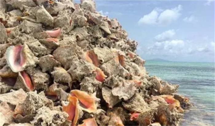 海螺岛：由数百万海螺壳建造的人造岛  美的就像童话世界