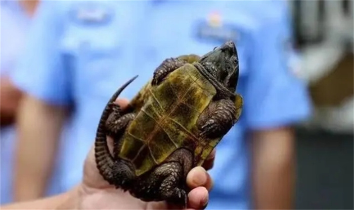 龟界之谜：地龟现身广东从化，为何难逃濒危厄运？
