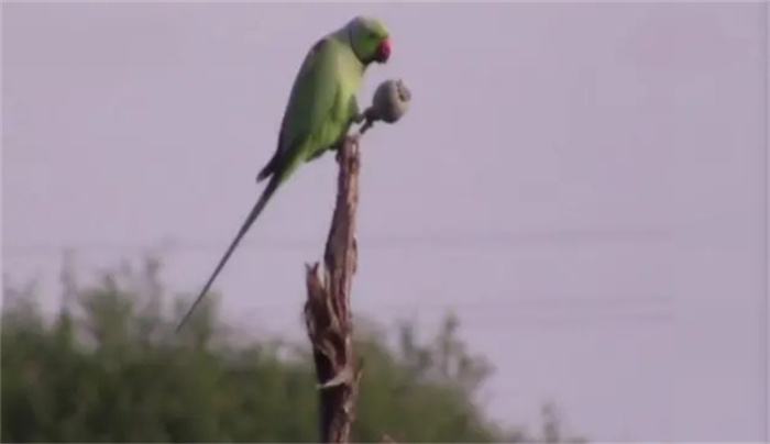 世界上最疯狂的鹦鹉：偷吃鸦片成瘾，每天在罂粟田里肆虐