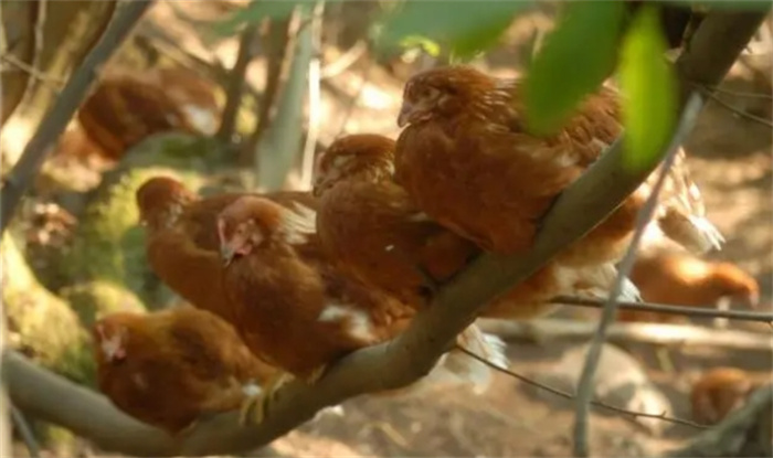 旅游趣闻：农民10年前在森林里扔了4只鸡，现在增长到2000只