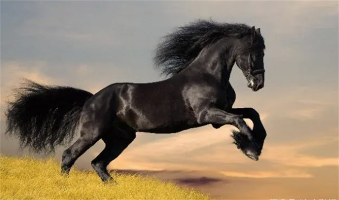 神奇：史上从未记载过的马在冰岛被发现了，颜值独一无二