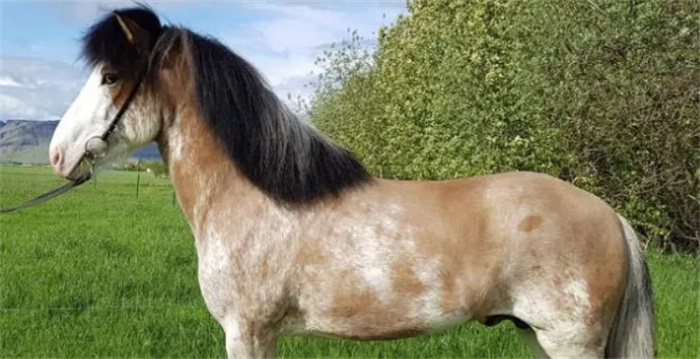 神奇：史上从未记载过的马在冰岛被发现了，颜值独一无二