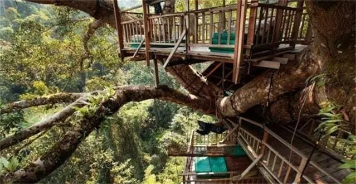 在世界上最高的树屋过夜，实现童年的梦想，40米高树屋自由行