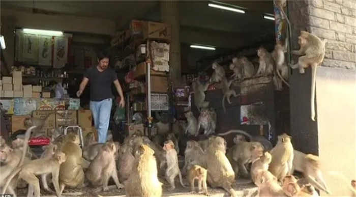 从1万到40万，实验猴价格高到离谱，泰国猴子频频失踪是因为这？