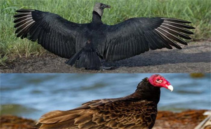 美国多地遭遇秃鹫“活吃牛”  吃腐肉的秃鹫为何突然攻击活物