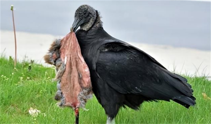 美国多地遭遇秃鹫“活吃牛”  吃腐肉的秃鹫为何突然攻击活物