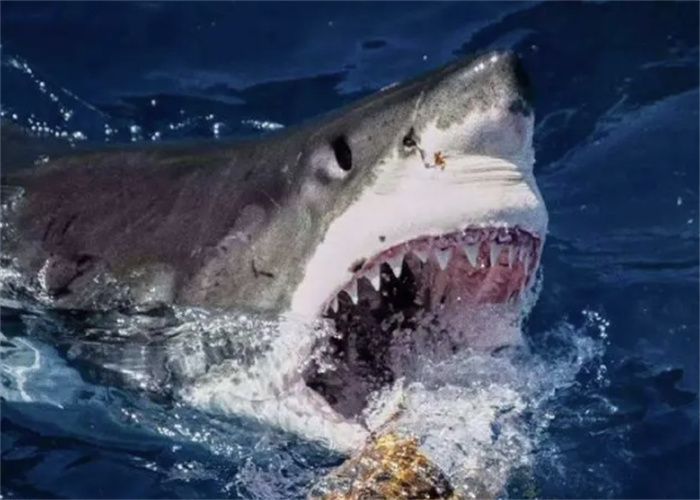 澳大利亚再现大白鲨梦魇，1天内2人被咬伤腿，太凶残