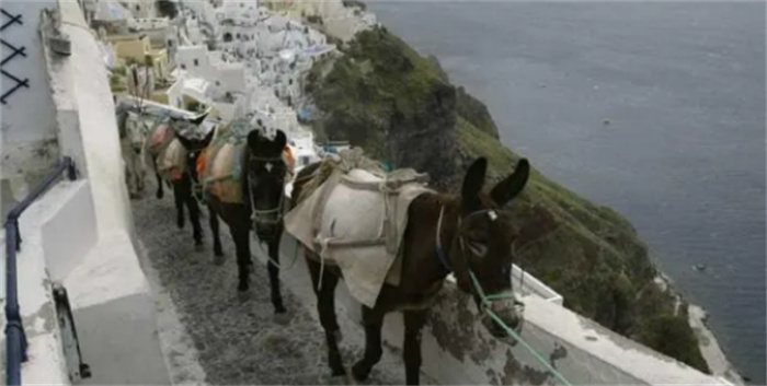 希腊奇特的驴子禁令  圣托里尼岛旅游新规定  胖子表示很受伤