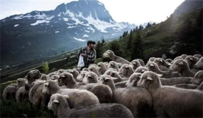 高山牧羊人的潇洒人生  腰缠万贯却远离城市  只为那一份自由