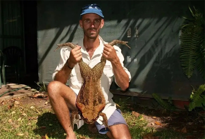 地球上最大的毒蛤蟆，在澳洲泛滥，不仅毒翻鳄鱼还能把蛇当点心