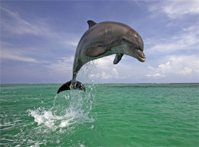 海洋中最聪明的生物 海豚的智商有什么秘密（海豚秘密）