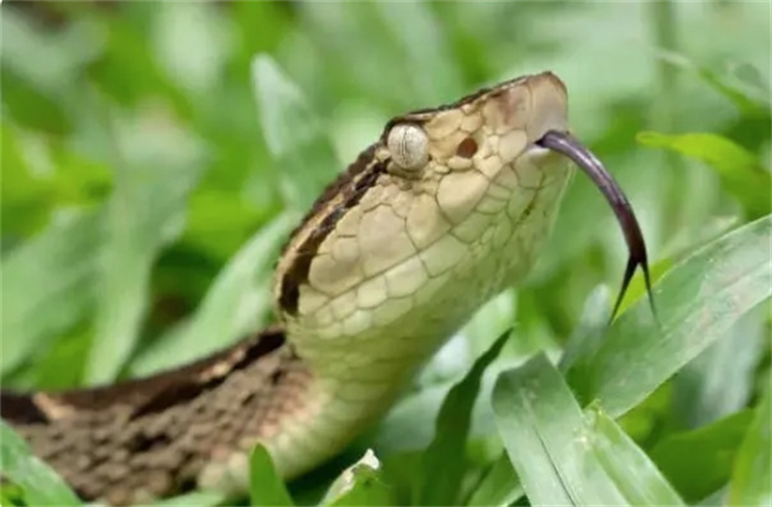 世界上最毒最致命12条蛇，眼镜蛇排最后，仅是个小弟！