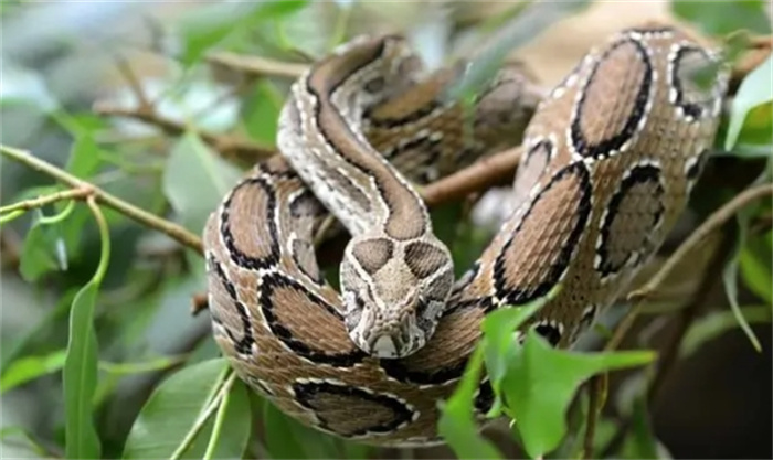 世界上最毒最致命12条蛇，眼镜蛇排最后，仅是个小弟！