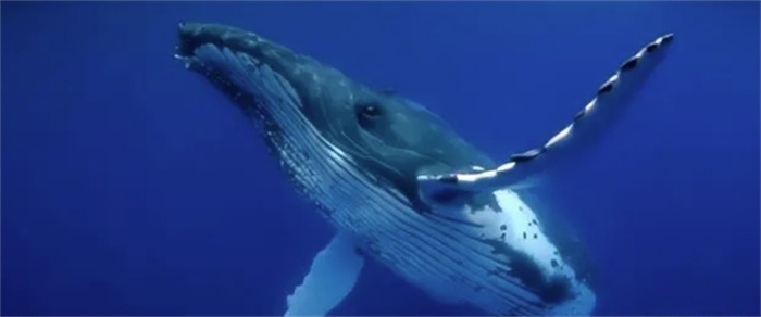经常浮出水面呼吸的鲸鱼，却在海里睡觉，为什么它不会被憋死？