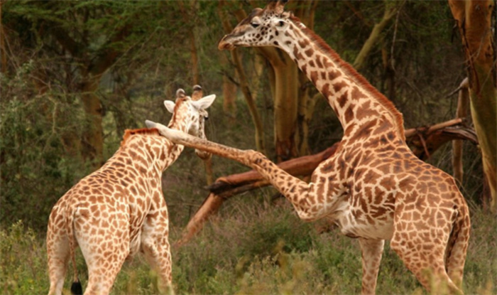 世界上个子最高的动物 毫无疑问是长颈鹿（生物身高）