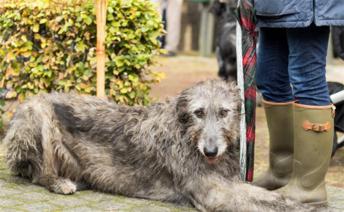 世界上体型最高的犬类 爱尔兰猎狼犬（大型犬）