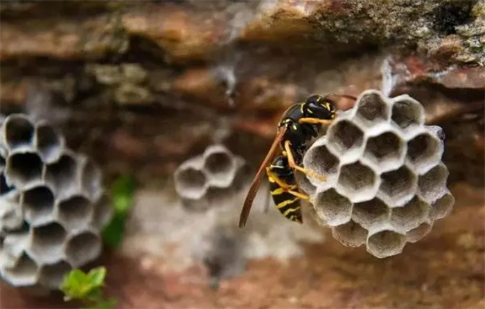 在几千只虎头蜂面前撕碎蜂巢！能蜇人致死的虎头蜂，对一只鸟无解