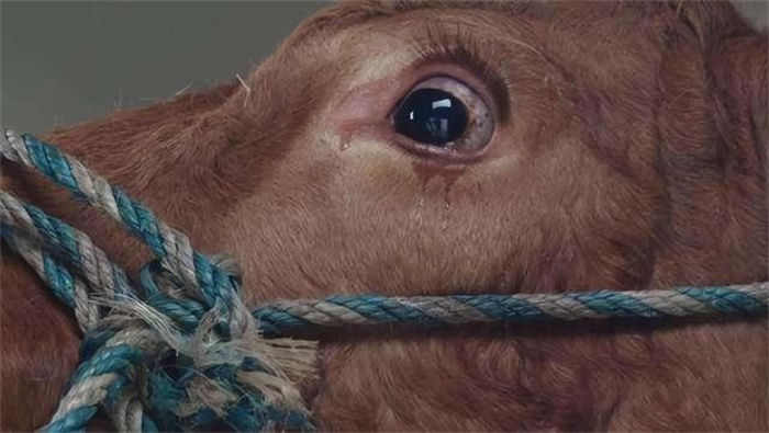 动物真的通人性吗  牛在屠宰前流泪  难道它知道要被人类吃掉吗