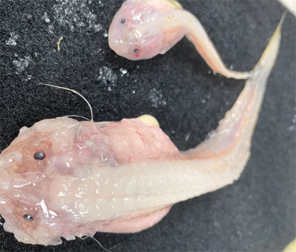 日本在八千米深海发现怪鱼 离开海水会融化（深海发现）