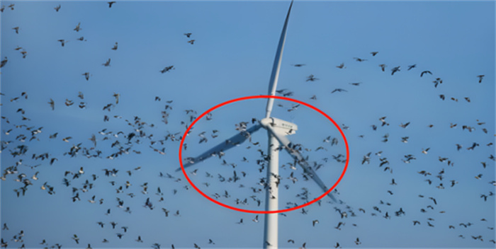 这才是“鸟类杀手”  风力发电是清洁能源  或许它们正在杀害鸟类