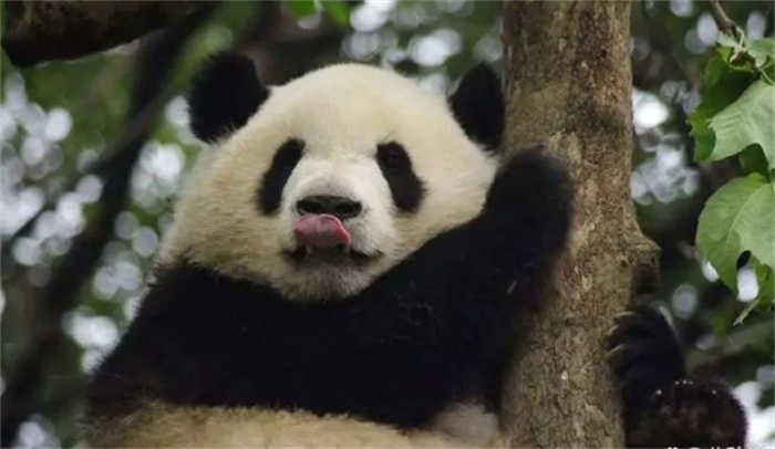 野生大熊猫增多，会跑到其他国家，变成非中国独有物种吗？