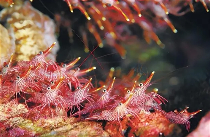 生活在450℃海底热泉旁的大虾，这温度，你确定不是虾火锅？