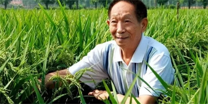 竹子和水稻杂交的新型竹稻，可长到2米，亩产千公斤却卖到20元1斤