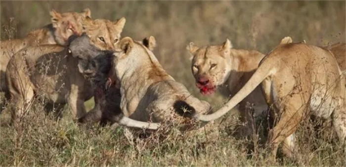 盘点地球上最强大的9种群居动物，斑鬣狗仅排第3，第1无悬念