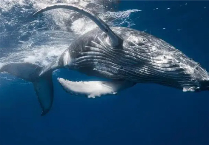 鲸鱼肉比钢铁还硬？为何鲸鱼的潜水能力比核潜艇还要强？什么原理