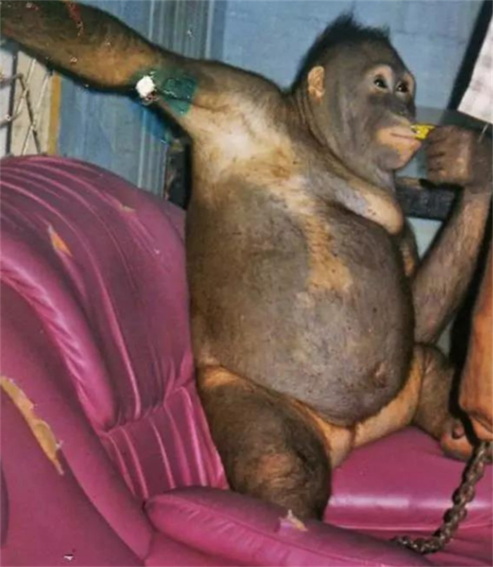 人类用红毛猩猩卖淫 被折磨的不成样子（虐待动物）