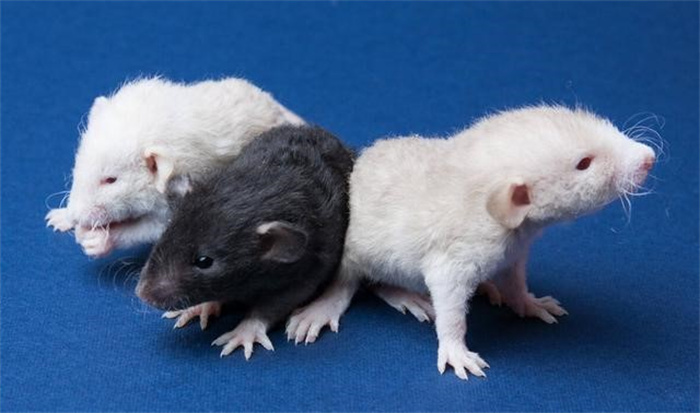 科学家制造“老鼠”天堂  让老鼠生活其中  560天后结局让人意外