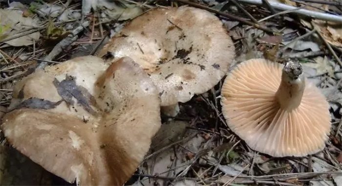 魅力与致命并存，探秘世界上诱人而危险的7种毒蘑菇
