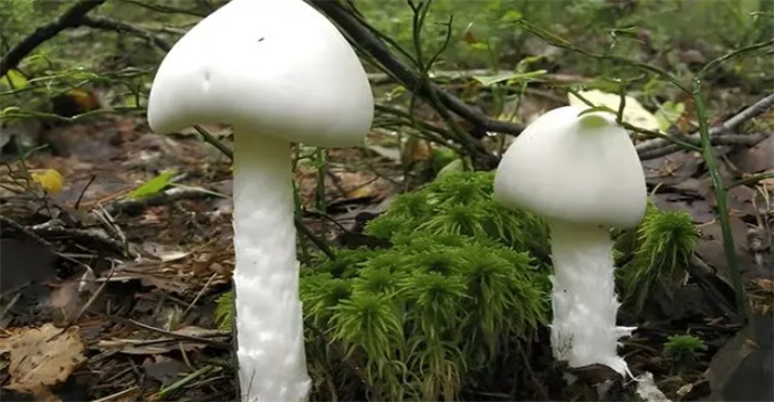 魅力与致命并存，探秘世界上诱人而危险的7种毒蘑菇