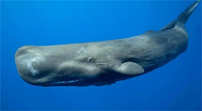 核潜艇达不到的深度  鲸鱼却可以  难道鲸鱼肉比超级钢还硬