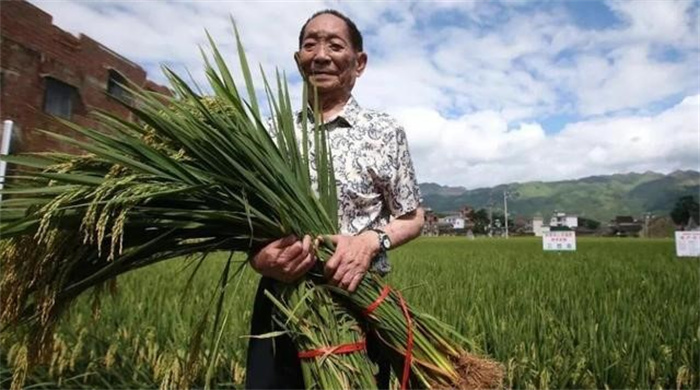 杂交水稻之父袁隆平  养活了数十亿人  为何没有获得诺贝尔奖