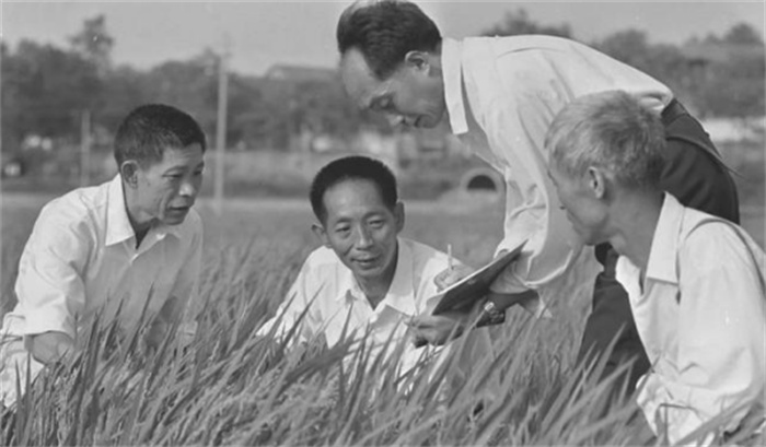 杂交水稻之父袁隆平  养活了数十亿人  为何没有获得诺贝尔奖
