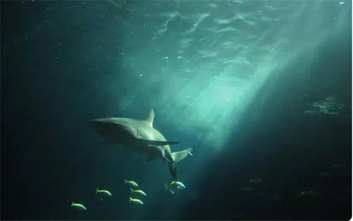 地球最深处的马里亚纳海沟 人类下潜地下一万米 发现了什么