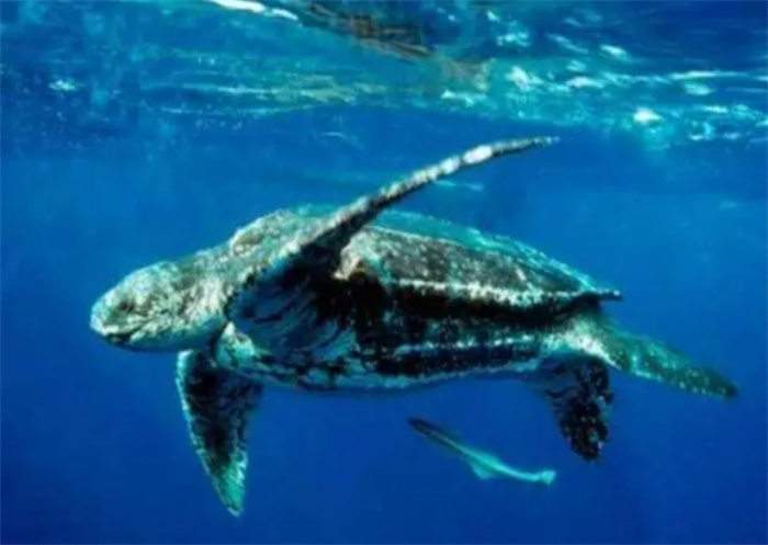 最大10种海洋动物，有些都没听说过